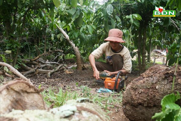 Cây chủ lực ở vùng đất này của Đắk Nông là cây gì mà mất mùa liên tục, dân vẫn đang ra sức chăm bẵm?